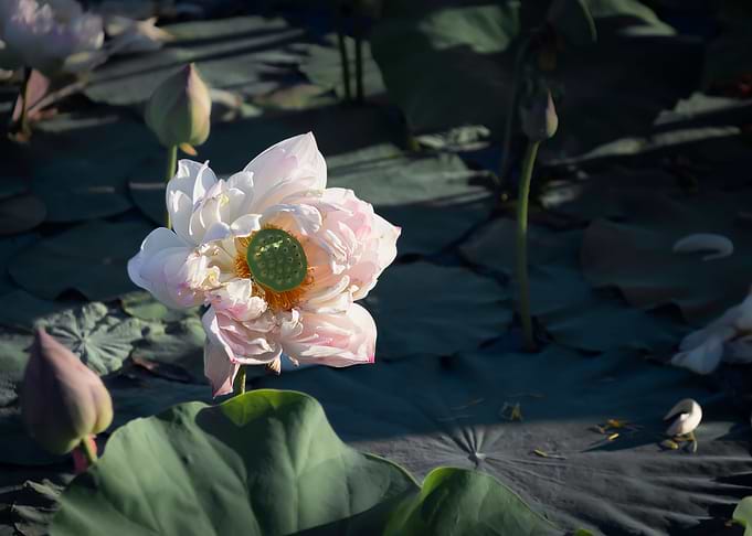 lotus