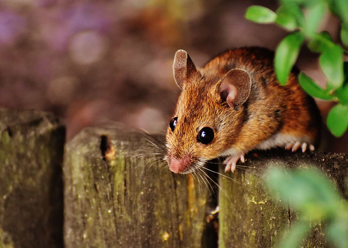 Cute Mouse