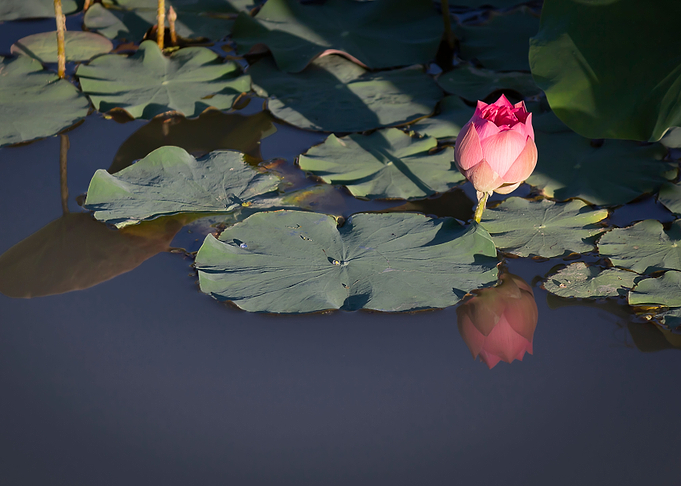 lotus