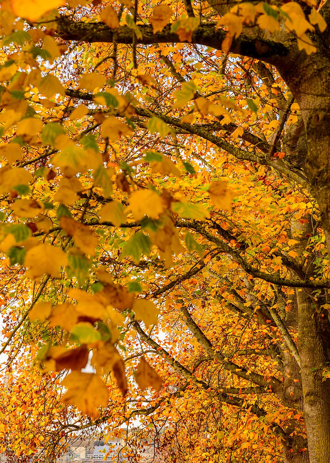 Abstract Leaves