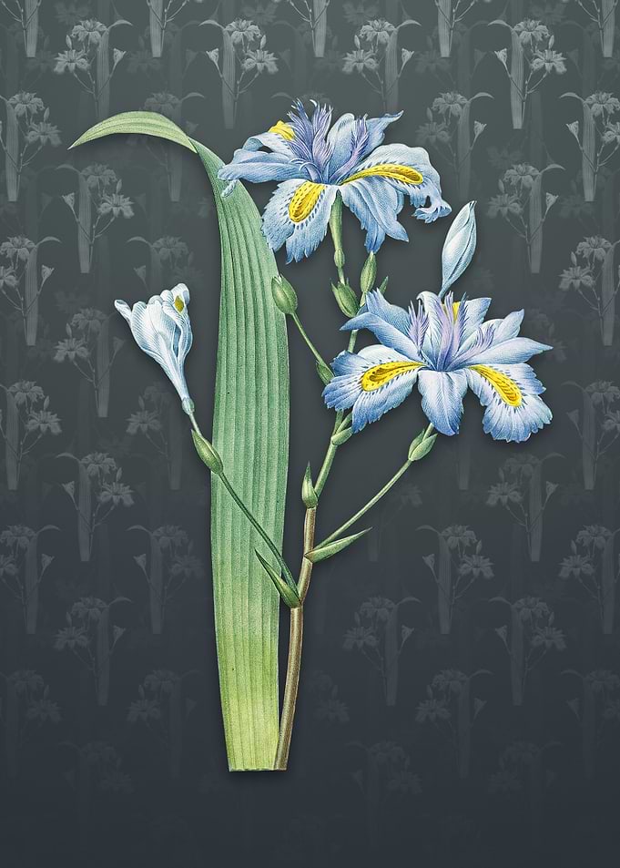 Butterfly Iris Fimbriata