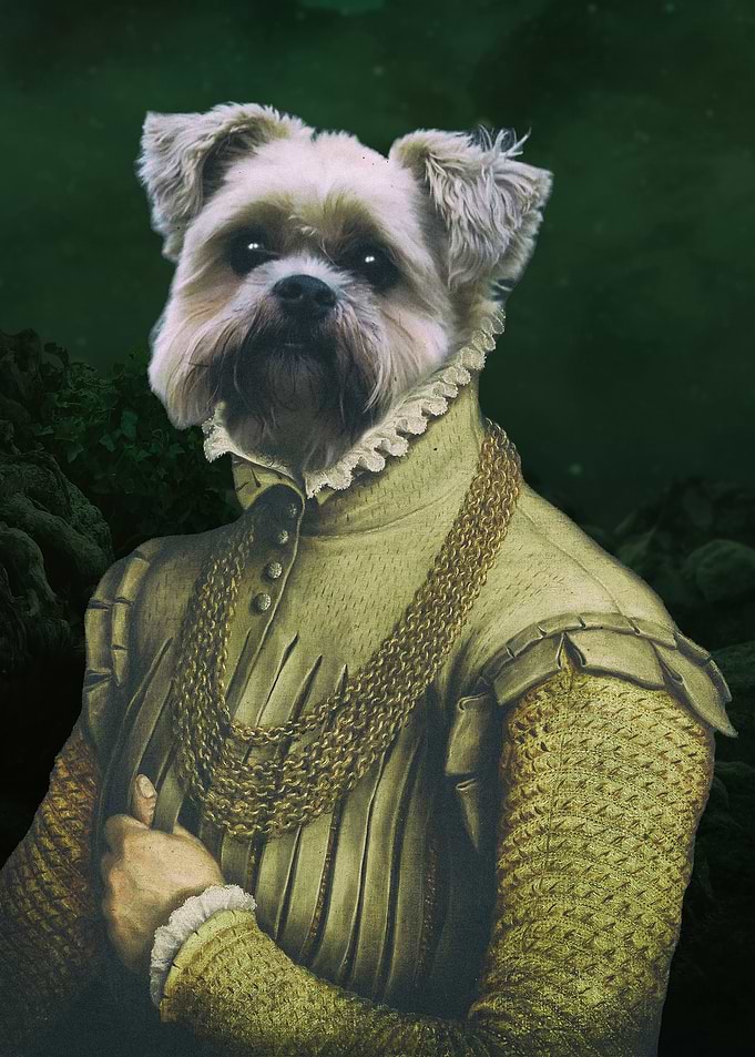 Miniature Schnauzer Dog