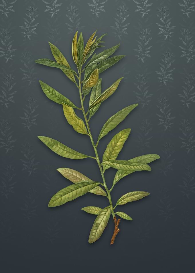 Rhodora on Slate Gray