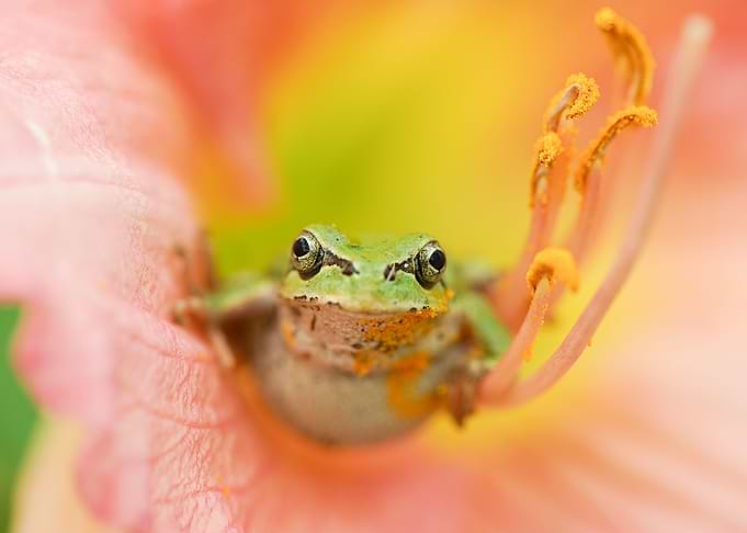 Frog