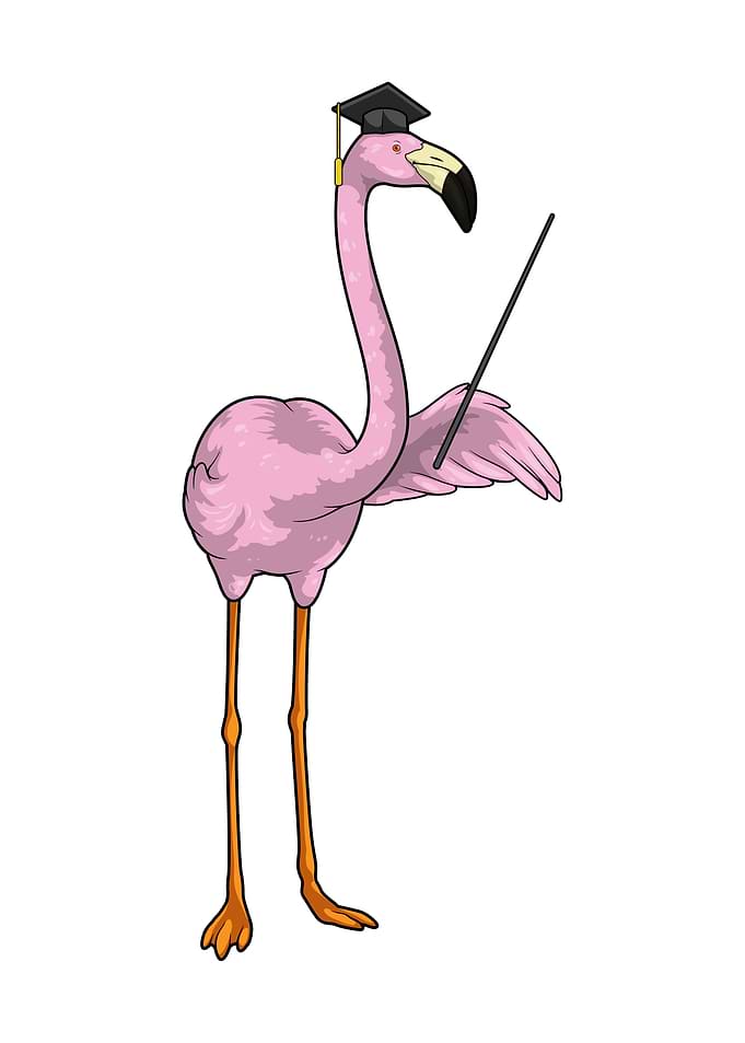 Flamingo Graduate Diploma