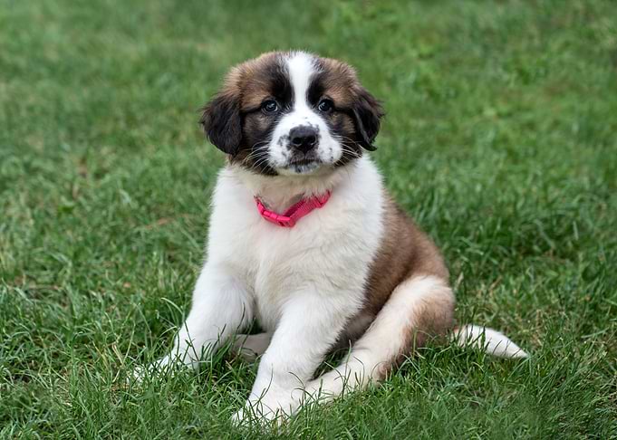Lola