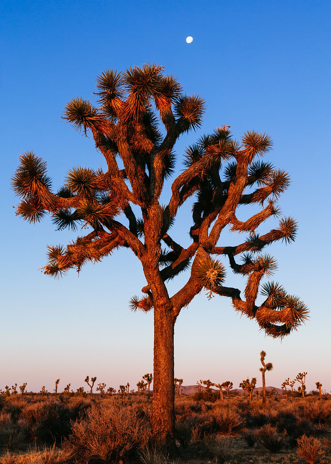 Joshua tree California