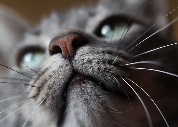 Cute Cat