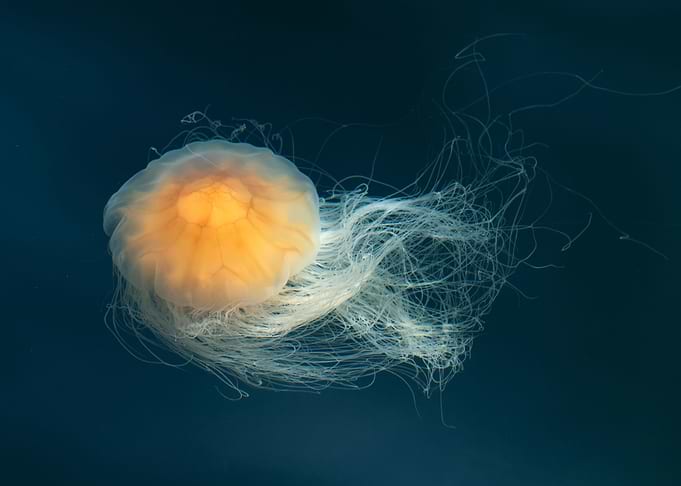 Jellyfish