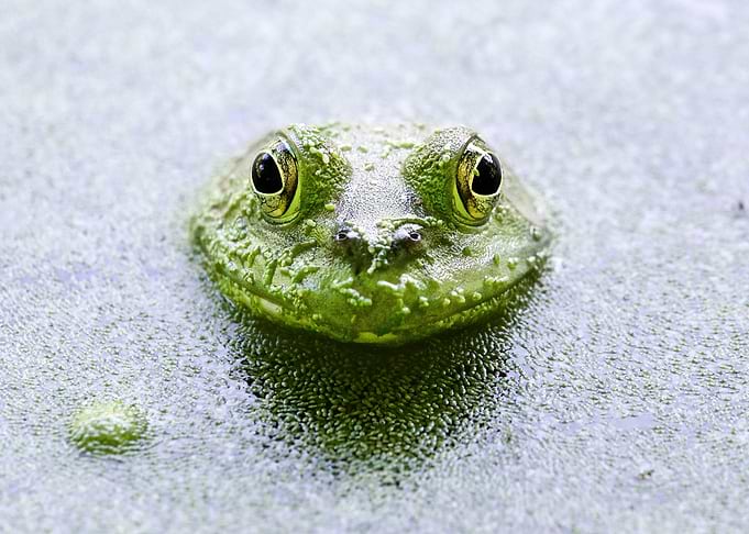 Frog