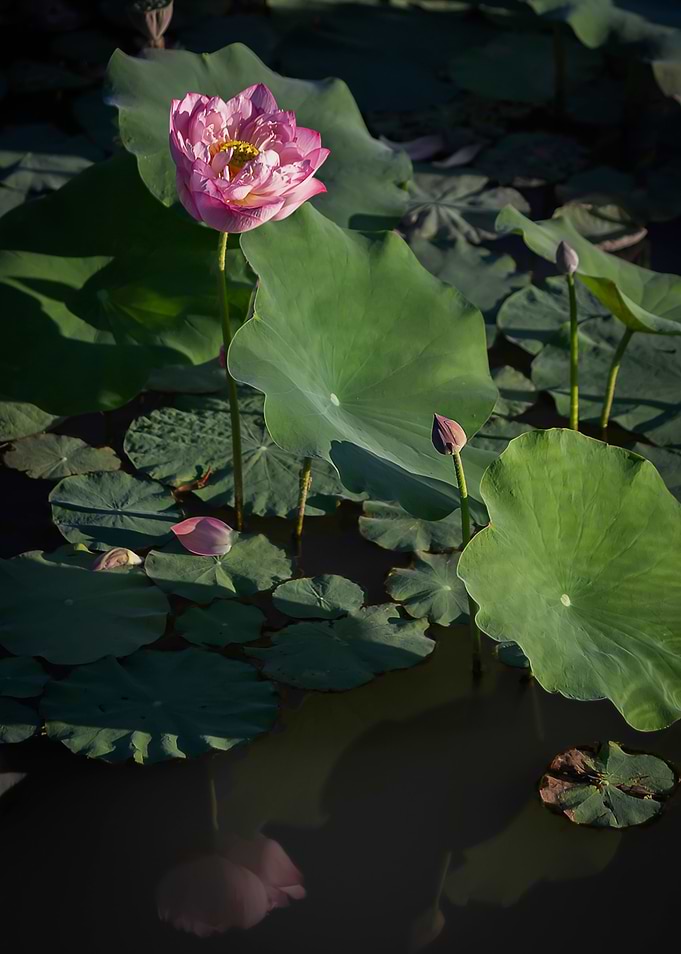 lotus