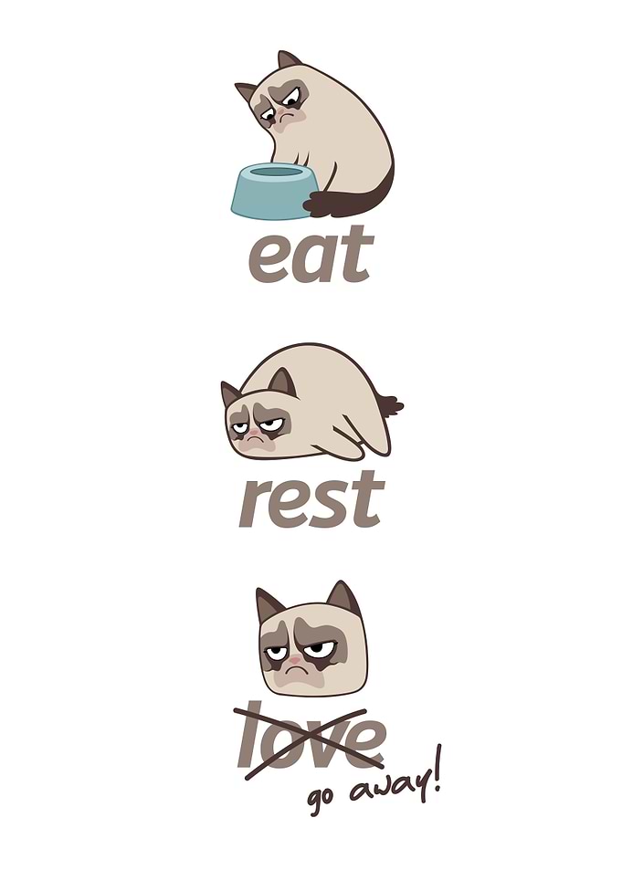 Best Funny Cat Meme Quote