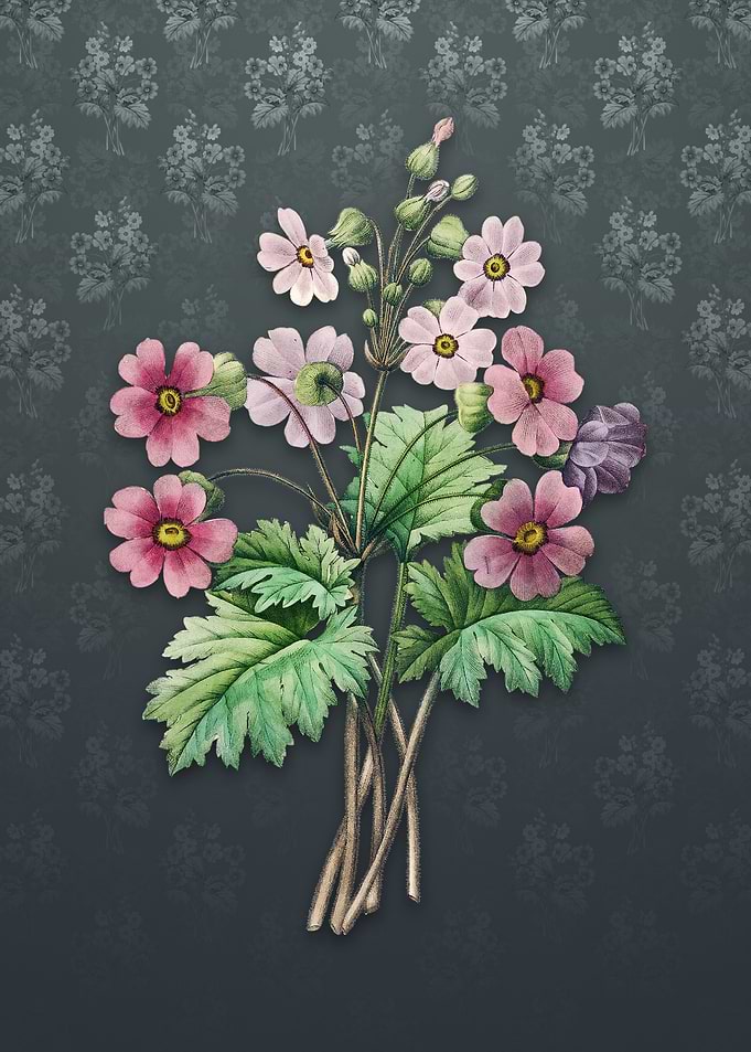 The Chinese Primrose