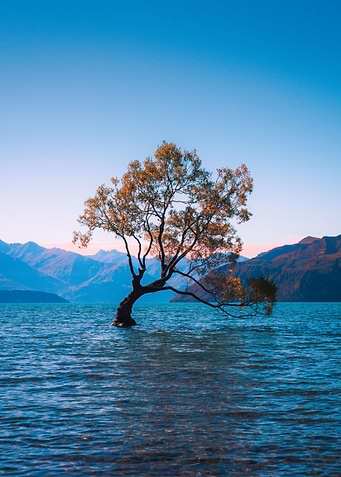 Tree on beach