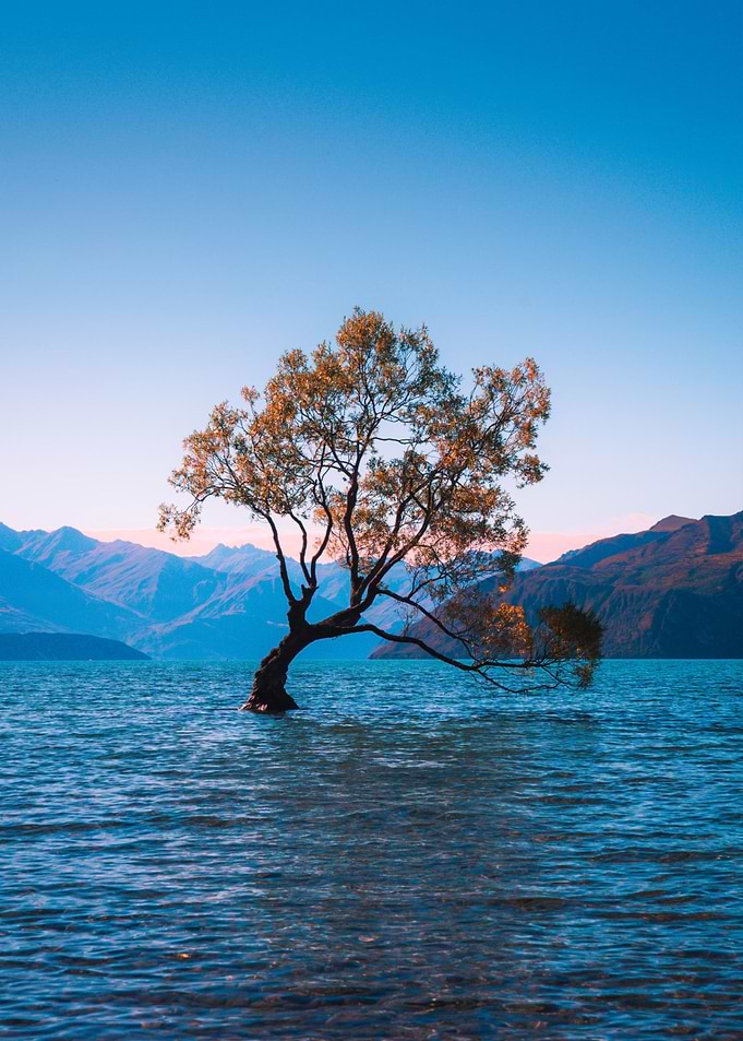 Tree on beach