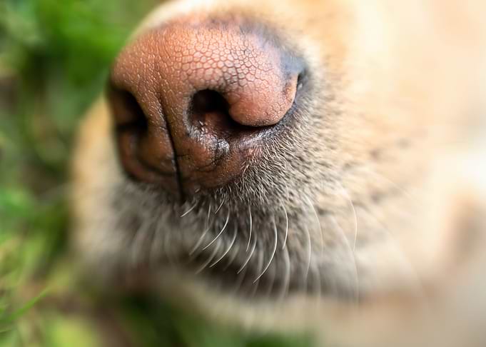 Dodo nose