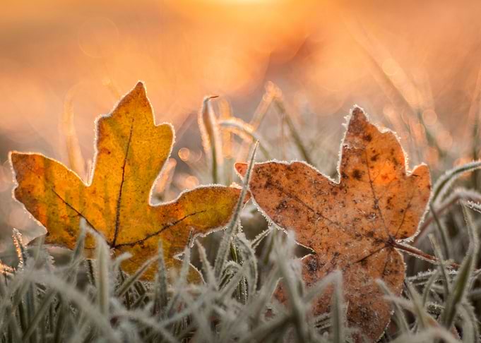 Autumn impression
