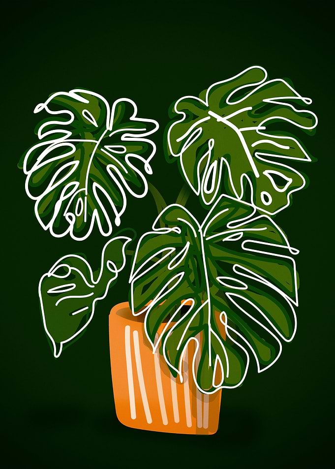 Monstera