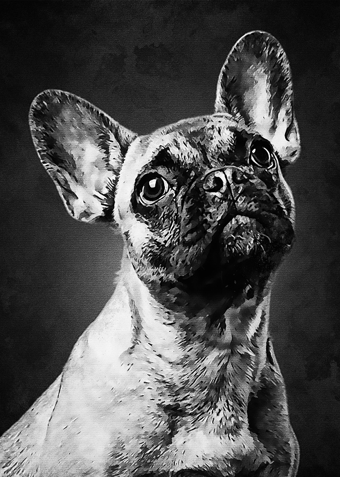 Black Dog