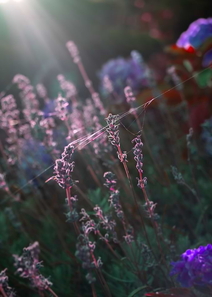 Lavender