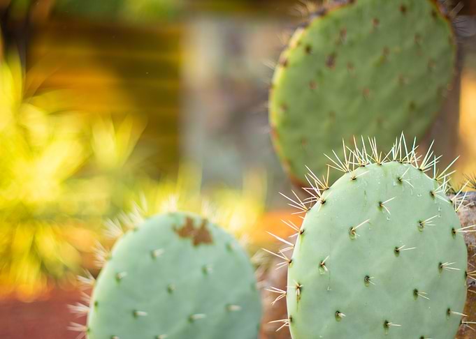 Australian Cactus