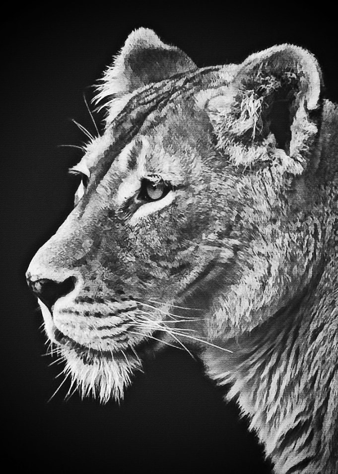 Black Lion