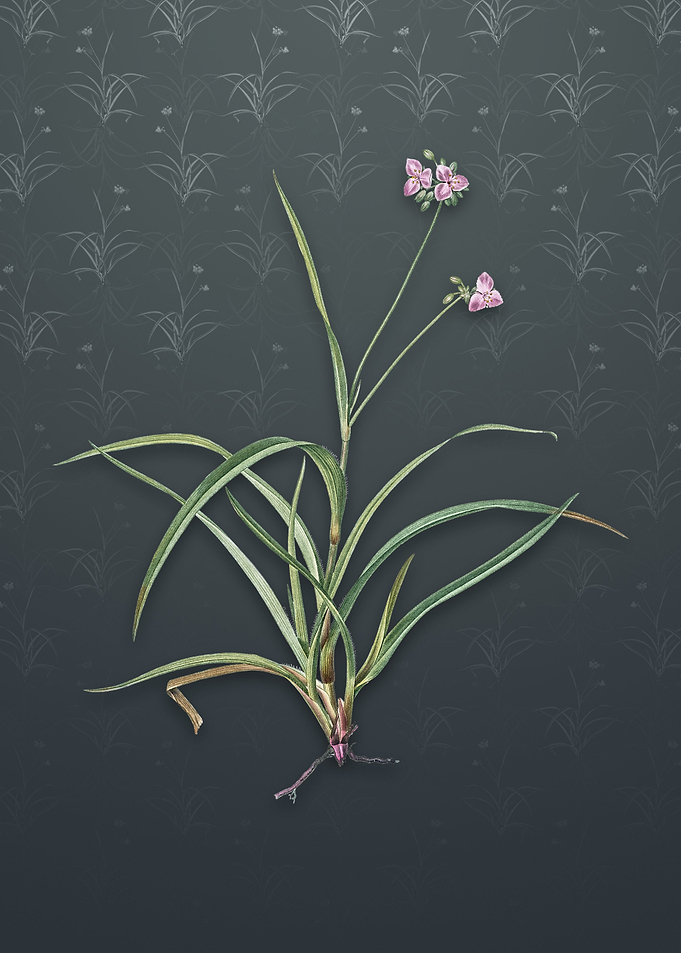 Spiderwort on Slate Gray
