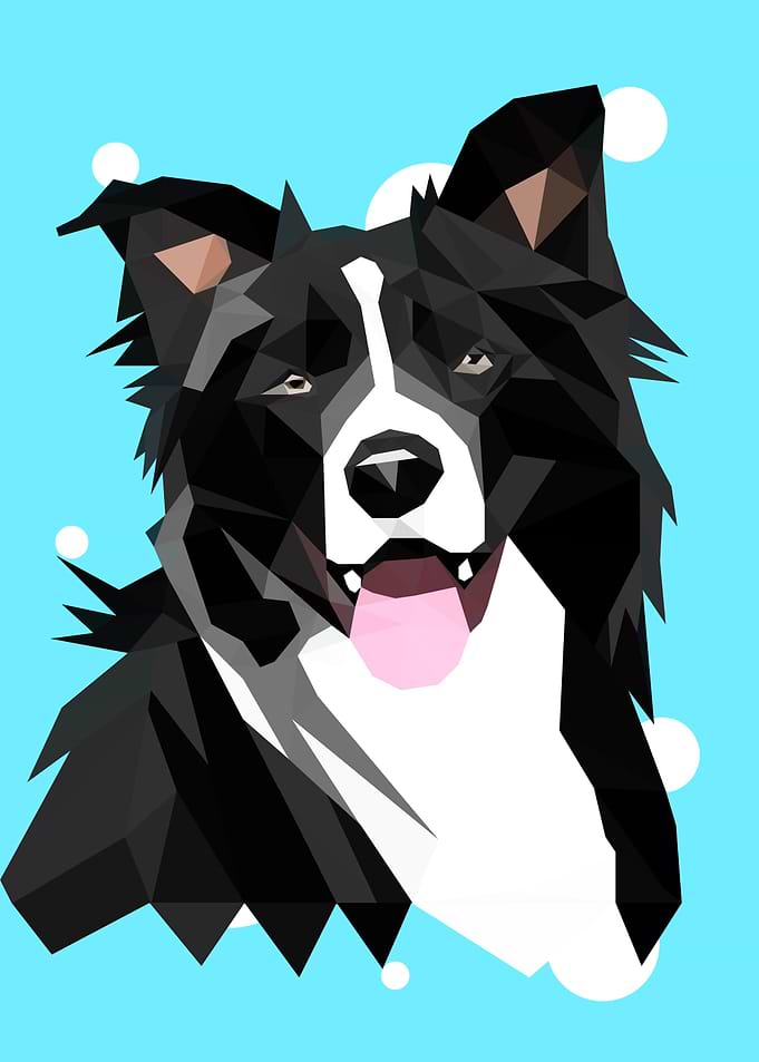 Australian Shepherd