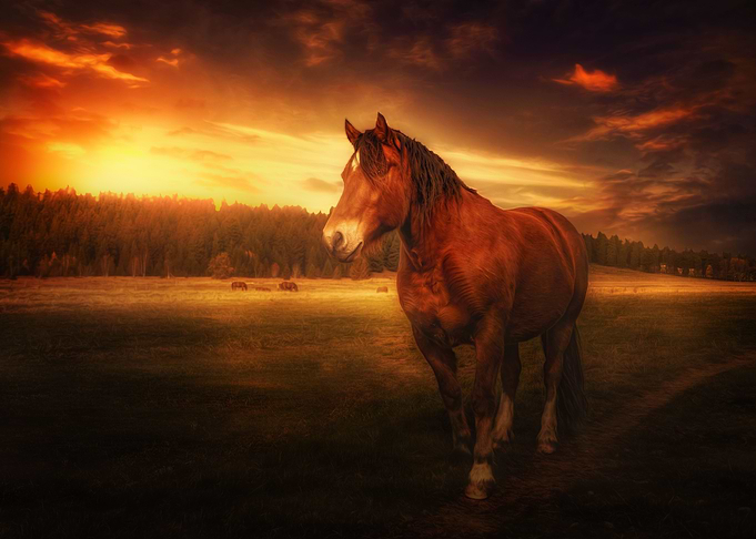 Horse