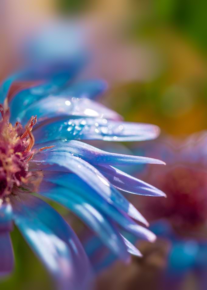 Perfect flower