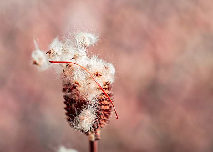 Amazing flora