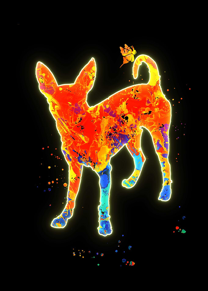 Chihuahua Dog