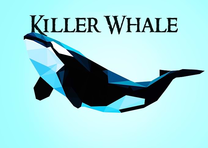 Killer Whale