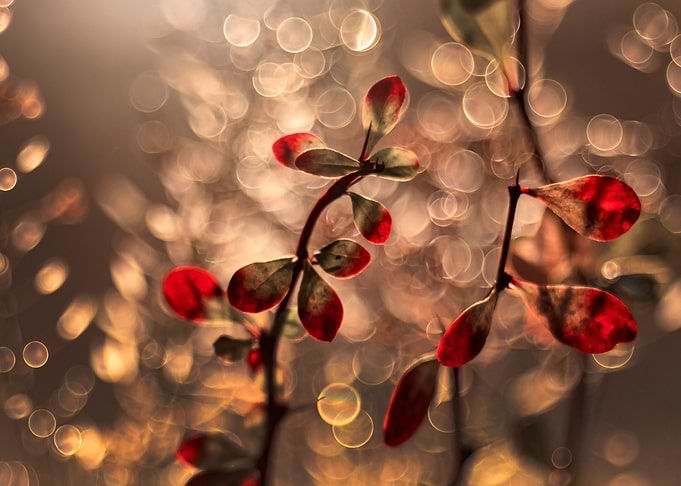 Autumn impession
