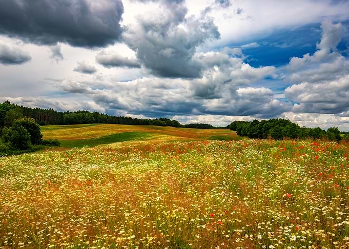 Meadow with red poppies