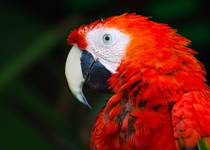 Parrot