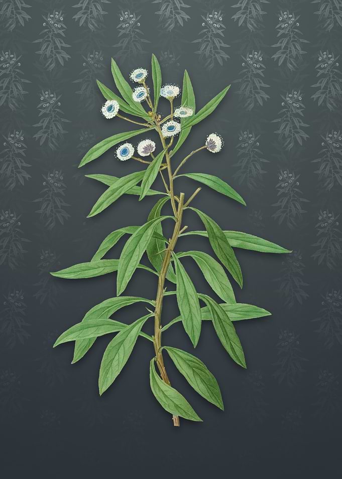 Vintage Globe Daisy Shrub