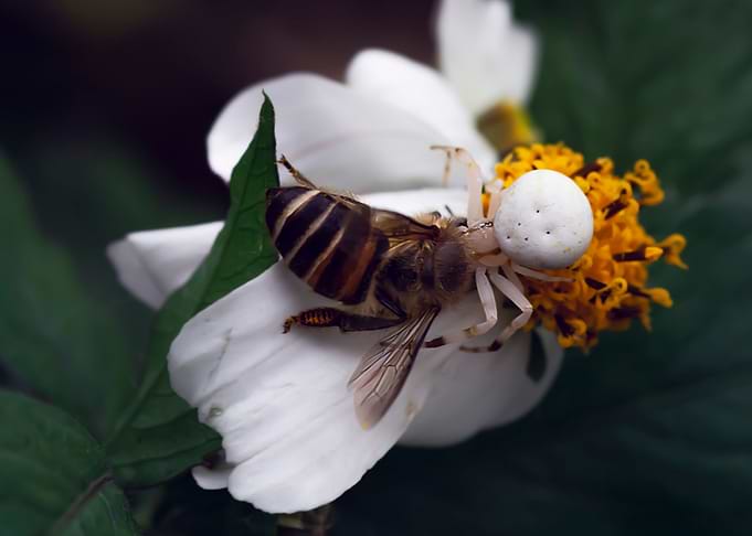 Spiders and bees