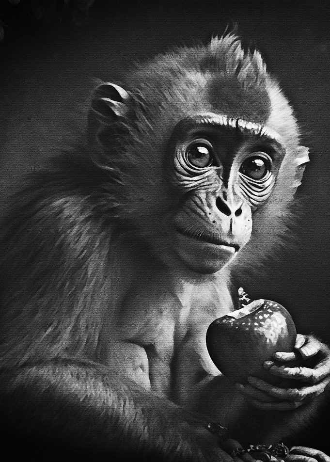 Black Monkey