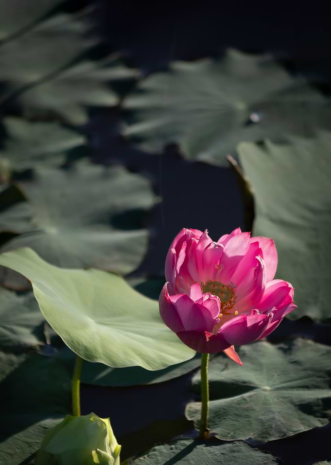 Light and shadow lotus