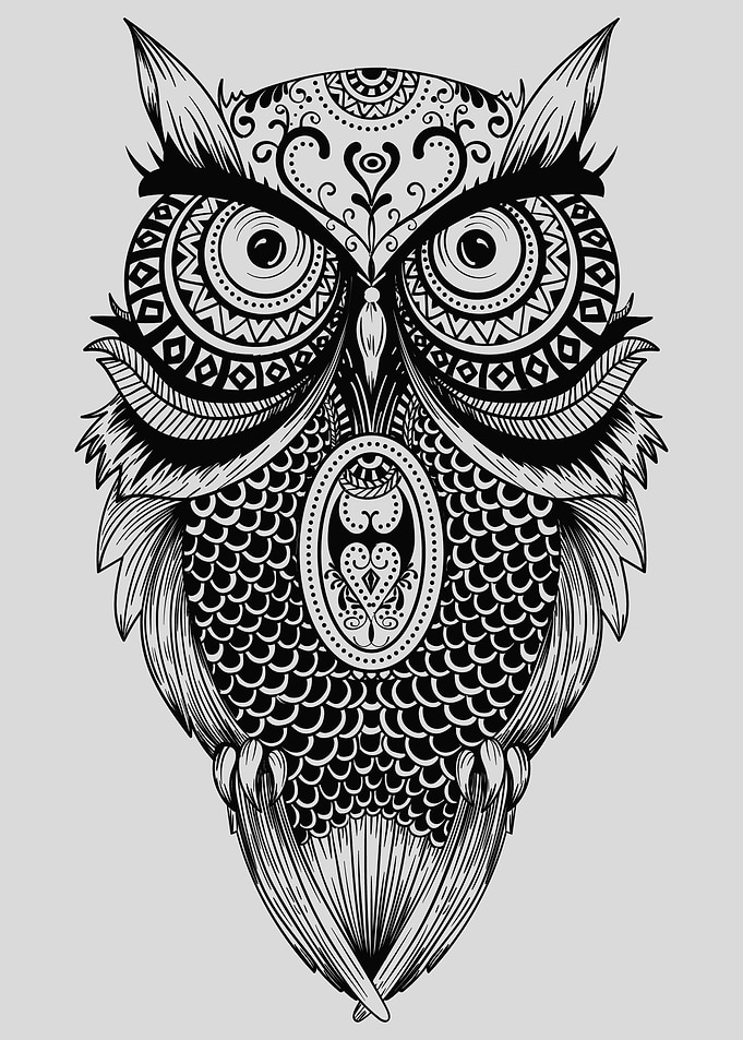 Owl Bird Animal