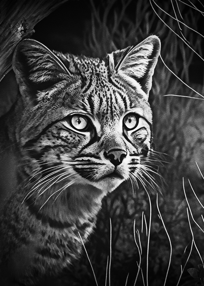 Black Cat