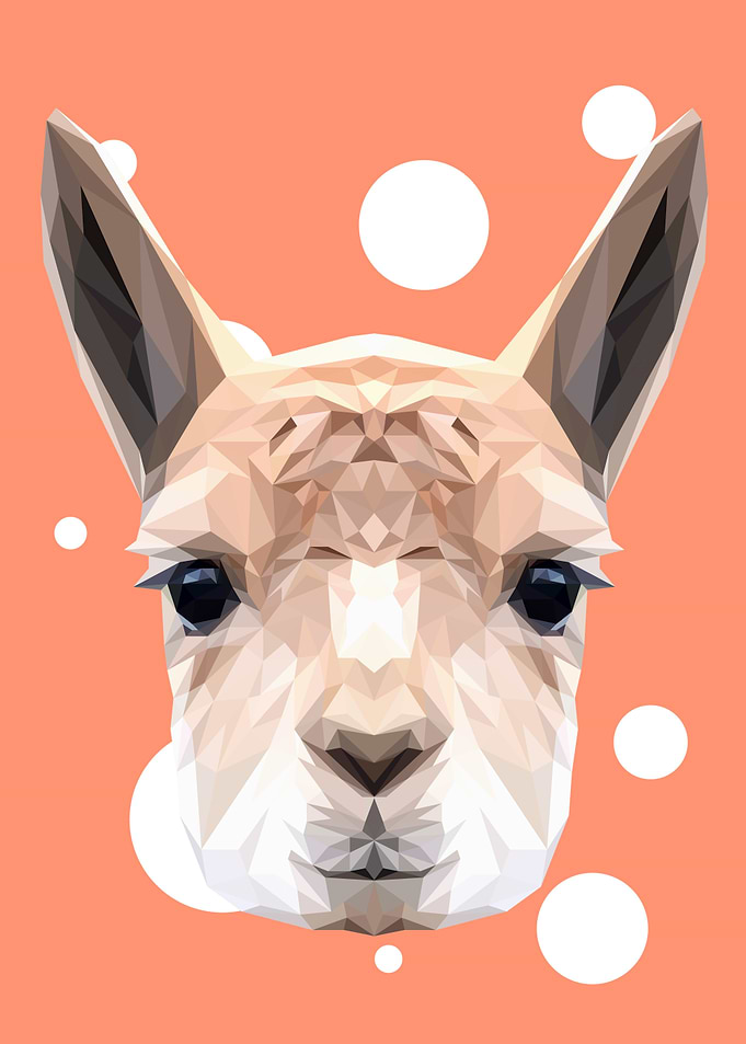 Alpaca