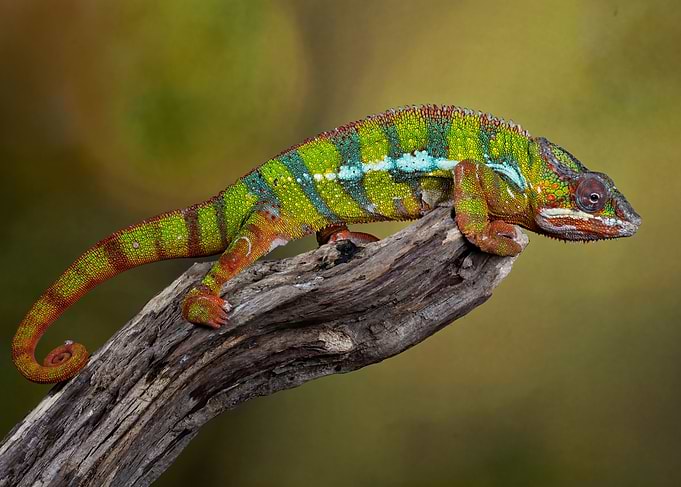 Chameleon