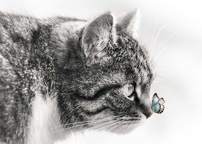 Domestic Cat and buttefly