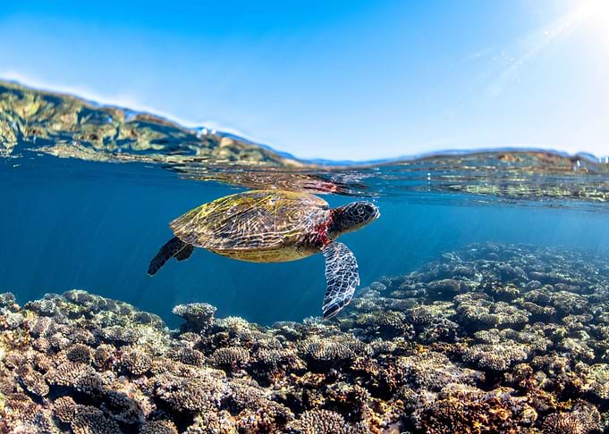 Turtle
