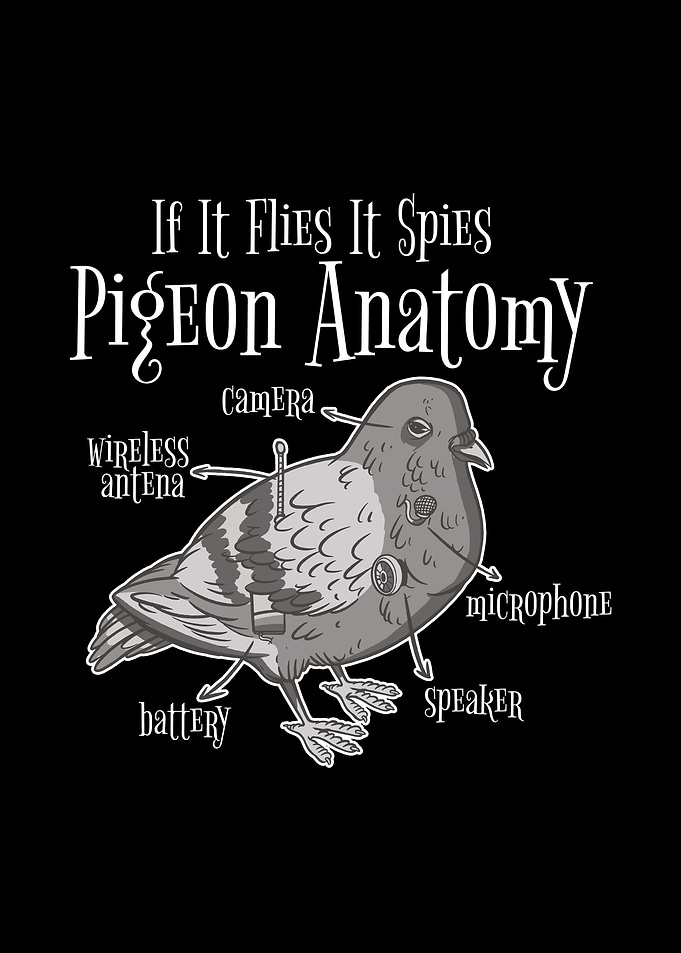 Anatomy of a Pigeon Funny