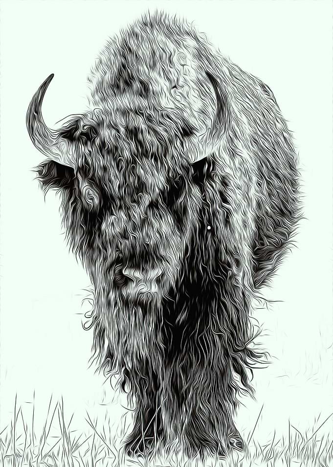 Bison