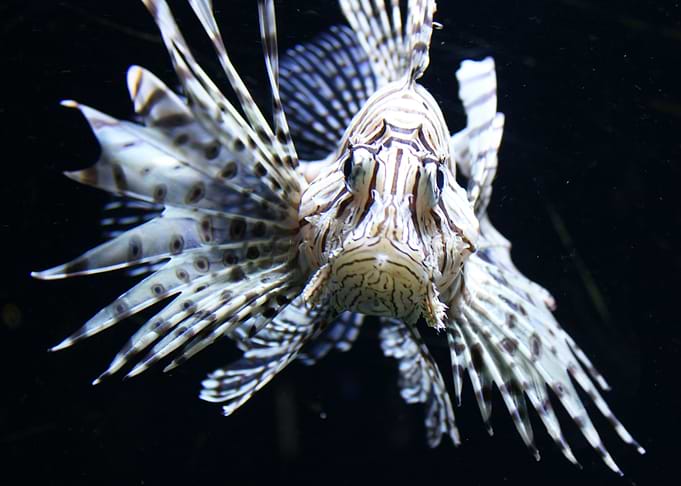 Fish