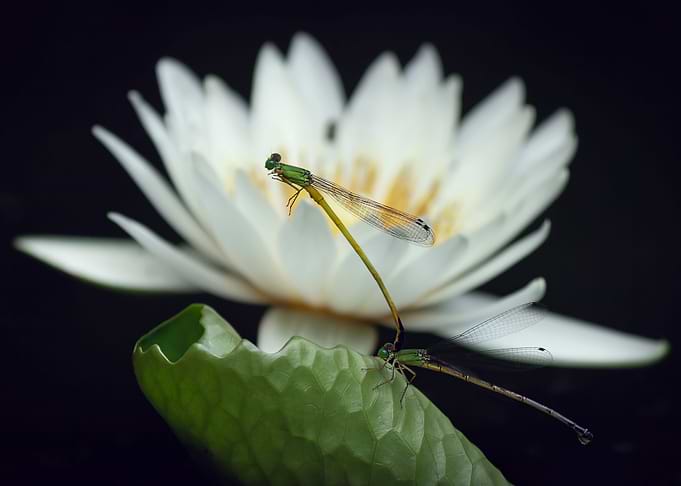 Douniang and lotus
